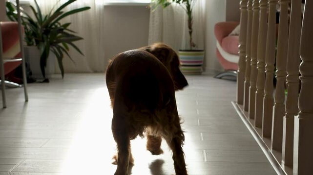 A restless dog is running around the house and listening to something.