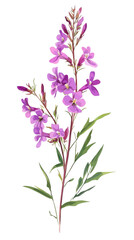 Obraz premium Beautiful purple flower stem with green leaves, white isolate background. transparent background