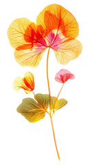 Colorful nasturtium flowers with vibrant petals on a white isolate background. transparent background