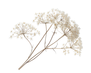 Dried white flower branch isolated on a white background. transparent background