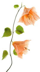 Obraz premium Peach-colored flowers with green leaves on a stem, white isolated background. transparent background