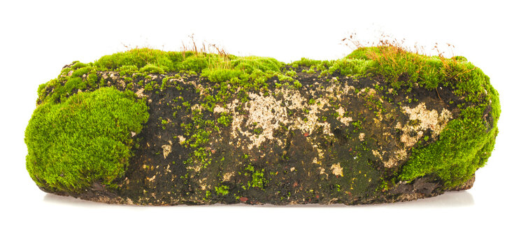 Green moss on old brick isolated on white background.