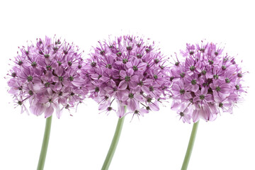 Fototapeta premium Three purple allium flowers, isolated on a white background. transparent background