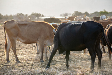 Photo of colorful cows eating hay on field