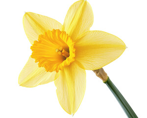 Fototapeta premium Vibrant yellow daffodil flower, isolated on a white background. transparent background