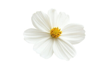 Fototapeta premium White flower with delicate petals, isolated on a white background. transparent background