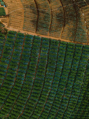 Fototapeta premium Aerial View of Lush Terraced Fields in the Mountains at Sunrise.