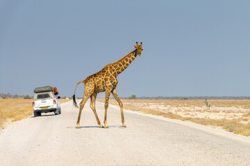 Tourists in their car watching a giraffe crossing a gravel road in Etosha National Park, wildlife...