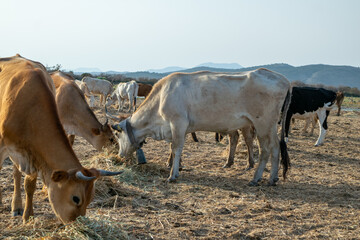 Photo of colorful cows eating hay on field
