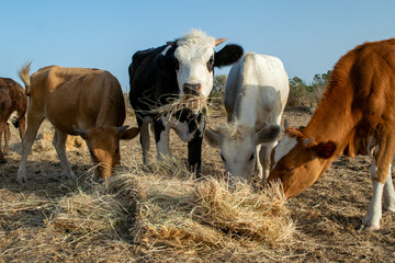 Photo of colorful cows eating hay on field