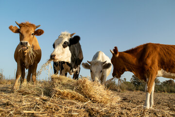 Photo of colorful cows eating hay on field