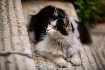 A stray cat is sitting on a city street, its gaze curious as it observes its surroundings. The...