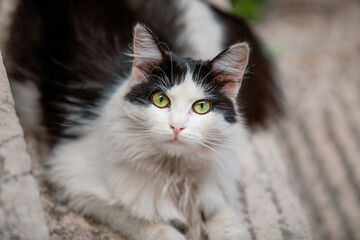 A stray cat is sitting on a city street, its gaze curious as it observes its surroundings. The...