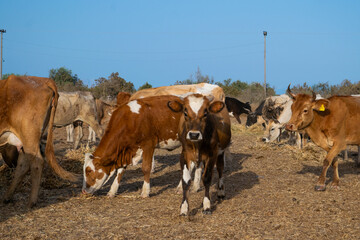 Calf looks at camera while other cows eat hay