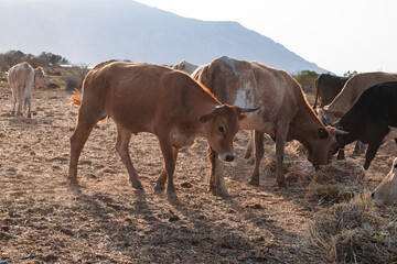 Colorful cows eating hay in a field