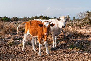 Orange young calf with white spots and legs next to white mother cow look at camera