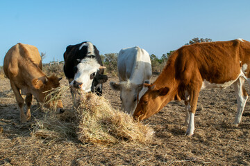 Photo of colorful cows eating hay on field