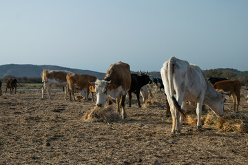 Photo of cows eating hay on field