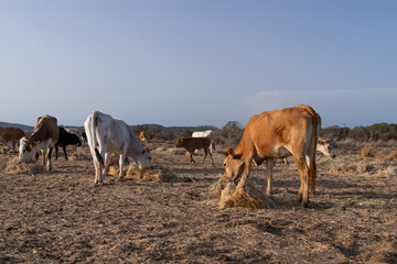 Photo of cows eating hay on field