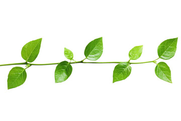 Green leaves on stem, white isolate background transparent background