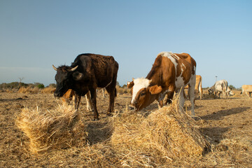 Black and brown cow with white spots looks at camera while eating hay