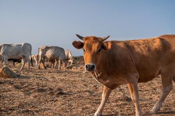 Orange cow calf with horns looks at camera while eating hay