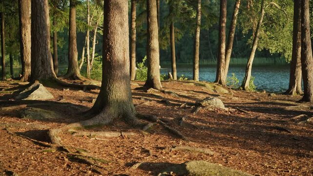 Tranquil lakeside forest in a soft morning light