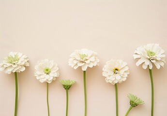 Fototapeta premium White Zinnia Flowers Flat Lay Minimalist Background