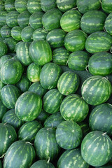A Variety of Fresh Watermelons Piled Up in an Abundant and Vibrant Harvest Display