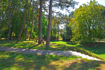 Trees in Borov Gozdicek Borovci Park in the centre of Nova Gorica, Primorska, western Slovenia. Late summer, September