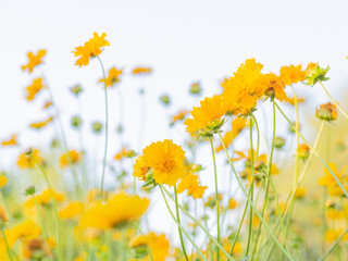 Beautiful Yellow Flowers with White Outdoor Background