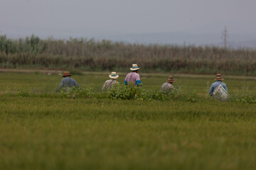 al campo