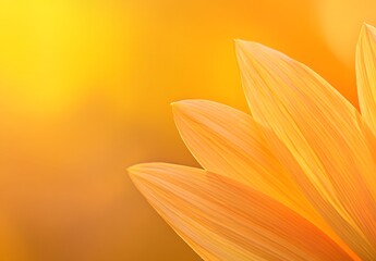 Obraz premium Golden Sunflower Petals In Warm Sunlight