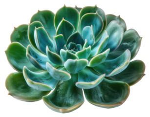 Succulent Plant Close Up Isolated on Transparent Background.