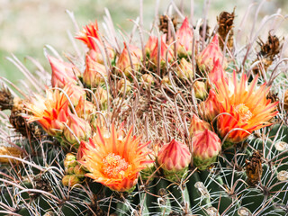 Barrel Cactus Crown Flower in Arizona © Katie Dobies
