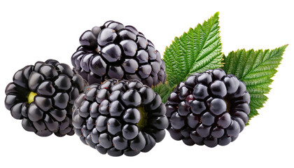 Fototapeta premium Fresh Blackberries with Green Leaves Isolated on Transparent Background.
