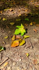 autumn leaves on the ground