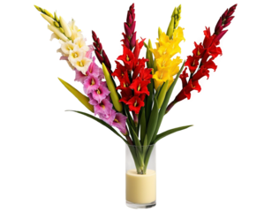 vibrant red yellow and pink anthuriums in a glass vase, transparent background 