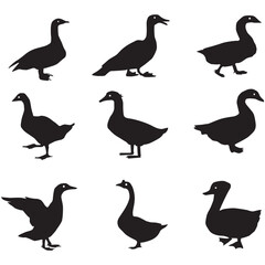 Duck  Silhouette set on white background.