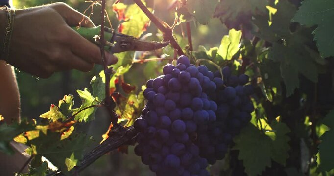 Super slow motion close up of farmer or winemaker is picking ripe grape bunches on vines during wine harvest season in vineyard for further high quality wine production at 1000fps