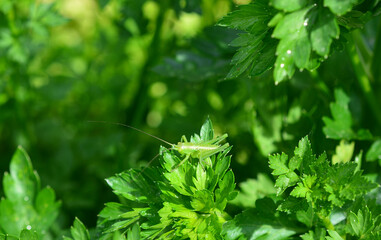 a close up of a leafy plant with a little grasshopper sitting on it 