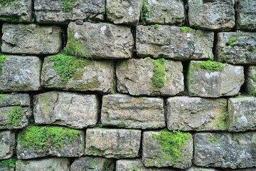 Fototapeta premium Moss-Covered Stone Wall Texture
