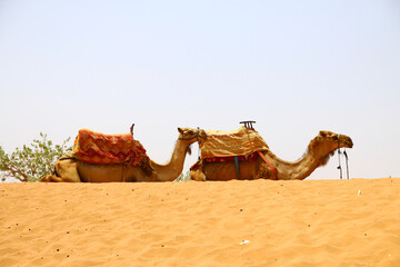 Dromedarios para rutas de turistas en Esauira, Marruecos