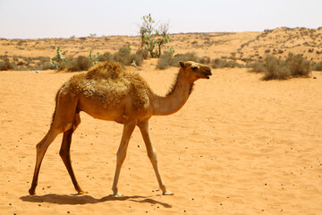 Dromedario en Esauira, Marruecos