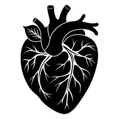 Detailed Heart Organ Vector Illustration - Human Anatomy Graphic