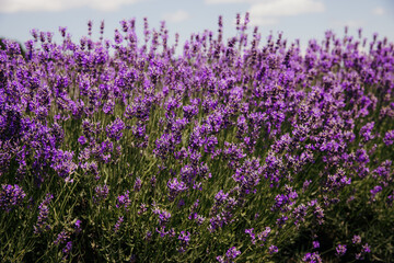 Obraz premium Lavender field in Creemore, Canada. Blooming lavender flowers.