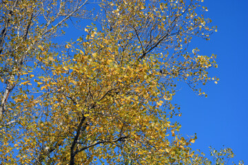 Beautiful and beautiful nature of the autumn park. Dry, bright, golden, yellow-green leaves hang on the tree against the blue sky.