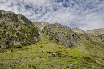 Wild horses grazing in natural park of valley Comapedrosa at summer, with snow in the mountains, Andorra