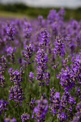 Lavender flowers are blooming in the Creemore field, Ontario, Canada. 