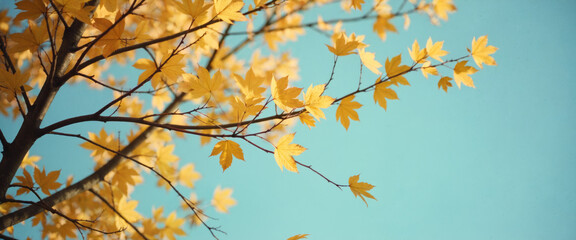 Tree branch with colorful leaves in autumn